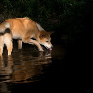 where do dingoes come from what do they eat and do dingoes really eat babies