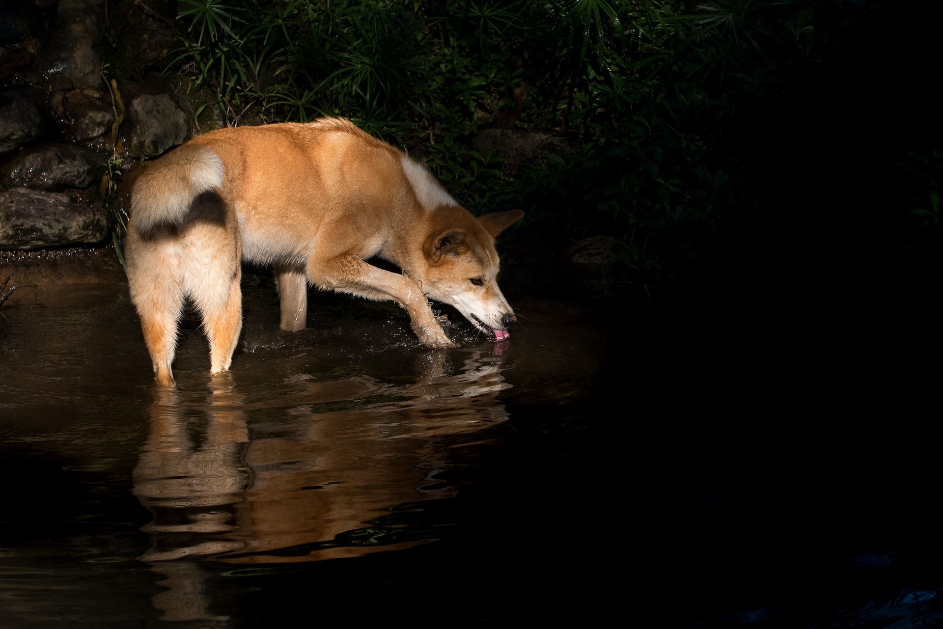 where do dingoes come from what do they eat and do dingoes really eat babies