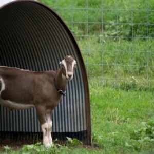 where do goats come from and how long do goats live for
