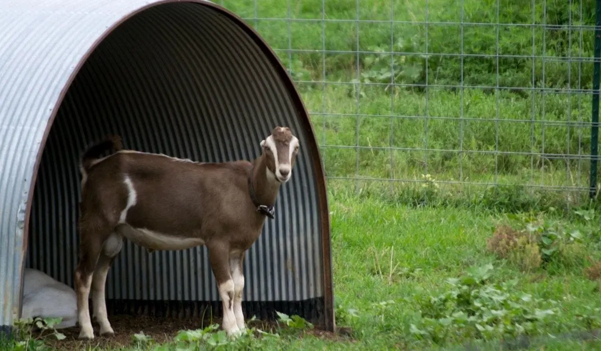 Where do goats come from and how long do goats live for?