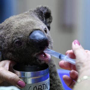 where do koala bears live and why are they not really bears