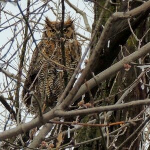 where do owls make their nests and what strange nesting habits do owls have