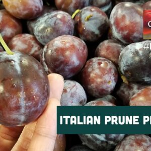 where do prunes come from