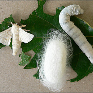 where do silkworms come from and how long is the thread from a single silkworm cocoon