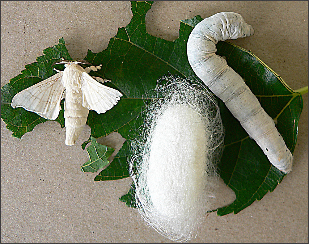 where do silkworms come from and how long is the thread from a single silkworm cocoon