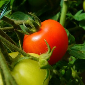 where do tomatoes come from where do wild tomatoes grow and when were tomatoes domesticated