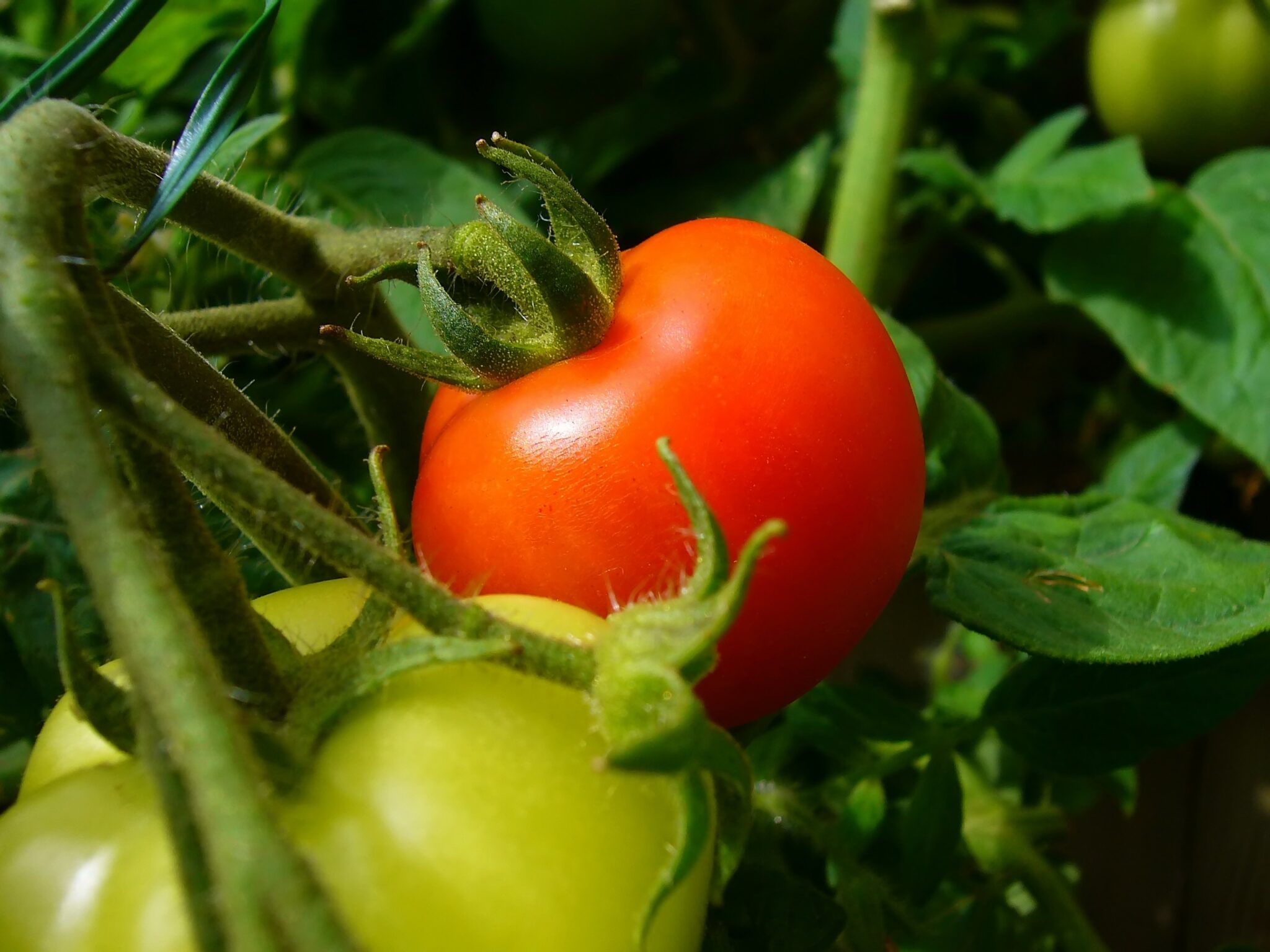 where do tomatoes come from where do wild tomatoes grow and when were tomatoes domesticated