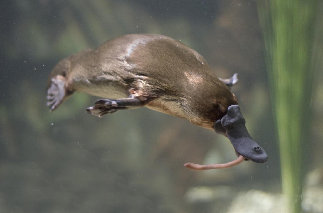 which mammal besides the platypus lays eggs and where does it come from