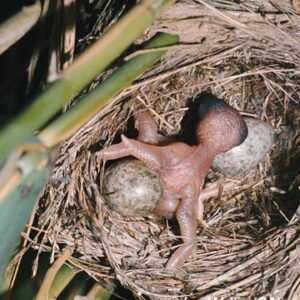 which other birds lay eggs in another mother birds nest besides cuckoos and why