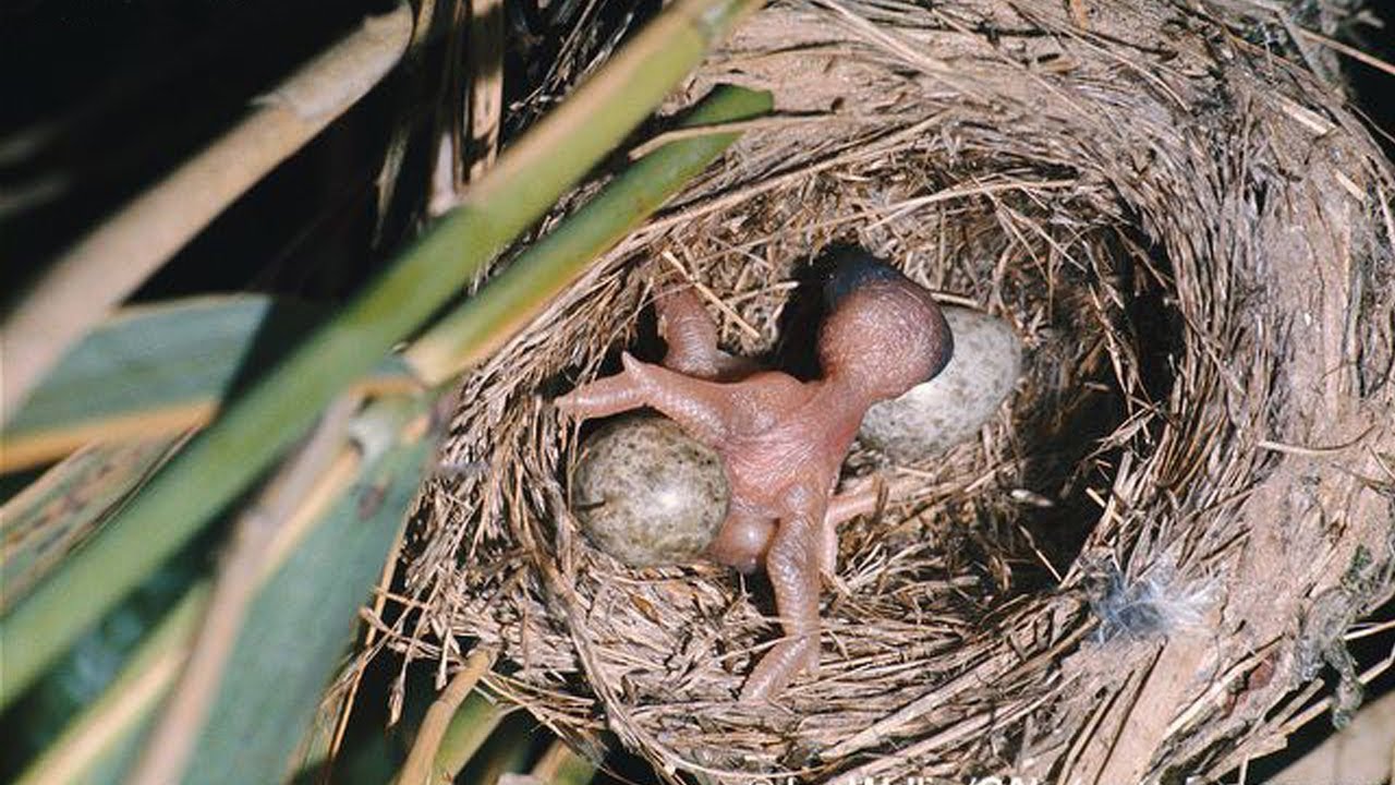 which other birds lay eggs in another mother birds nest besides cuckoos and why