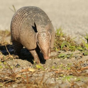 why are armadillos the most common roadkill in the united states when they have armor to protect them
