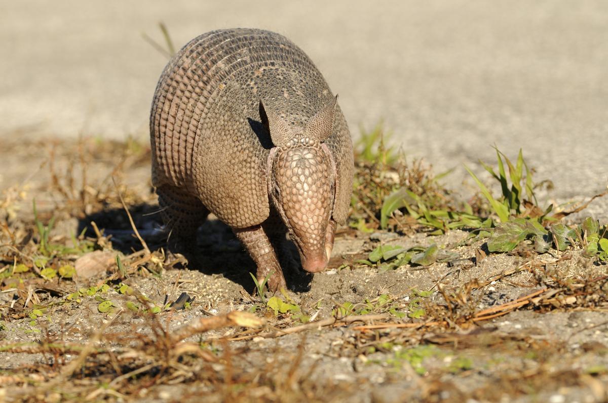 why are armadillos the most common roadkill in the united states when they have armor to protect them