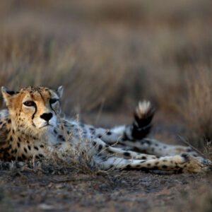 why are cheetahs an endangered species and how many cheetahs are left in the wild