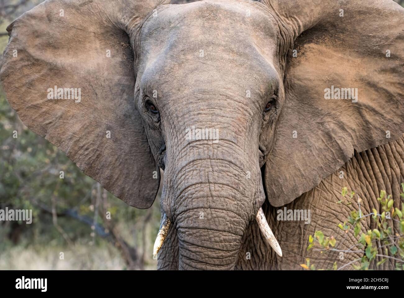 why are elephant ears so big and do elephants have bigger ears to hear better