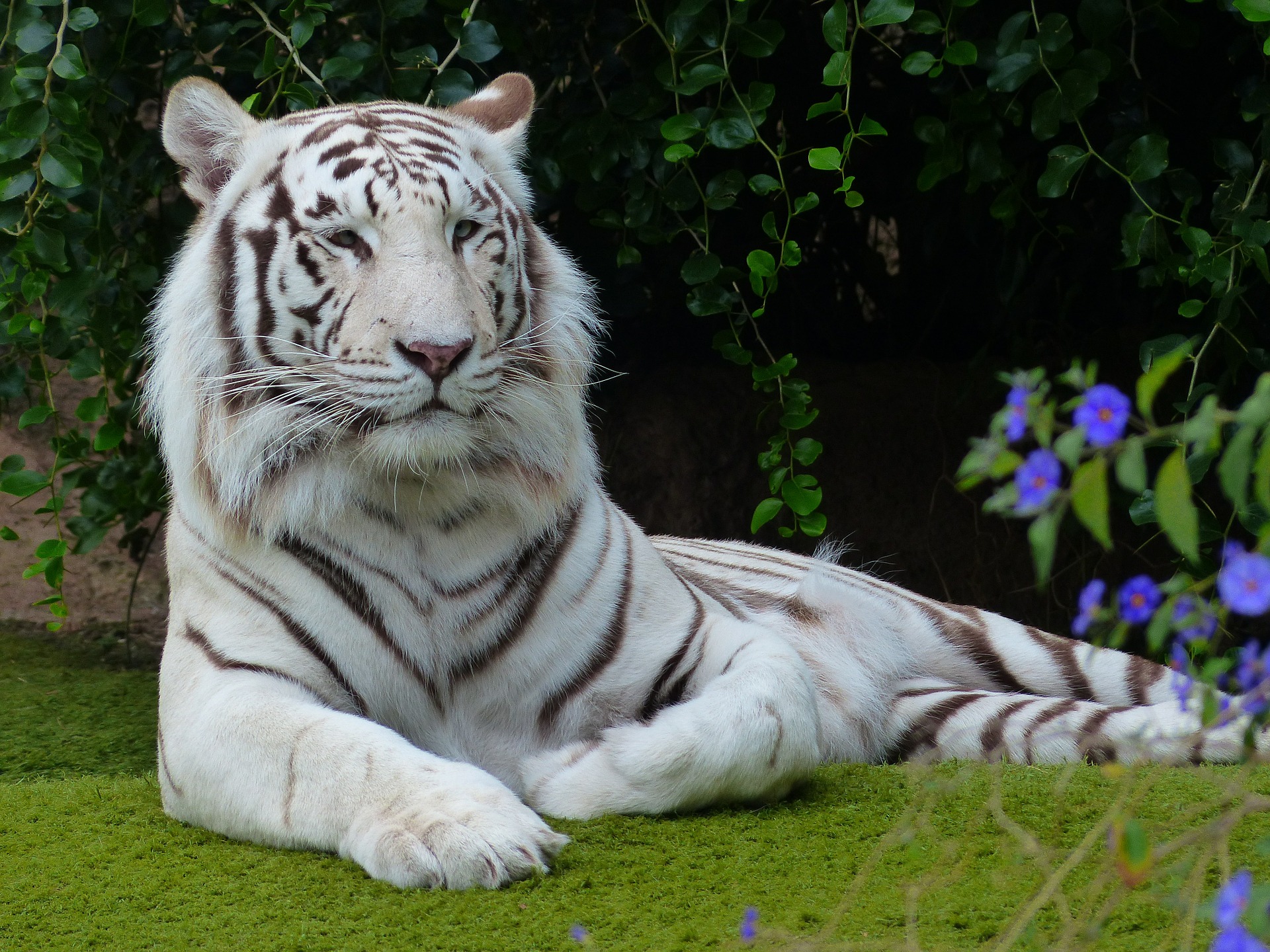 why are white tigers an endangered species and how many white tigers are left in the wild