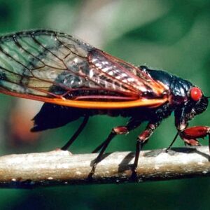 why do 17 year cicadas have a life cycle of 17 years and when do they come out from underground