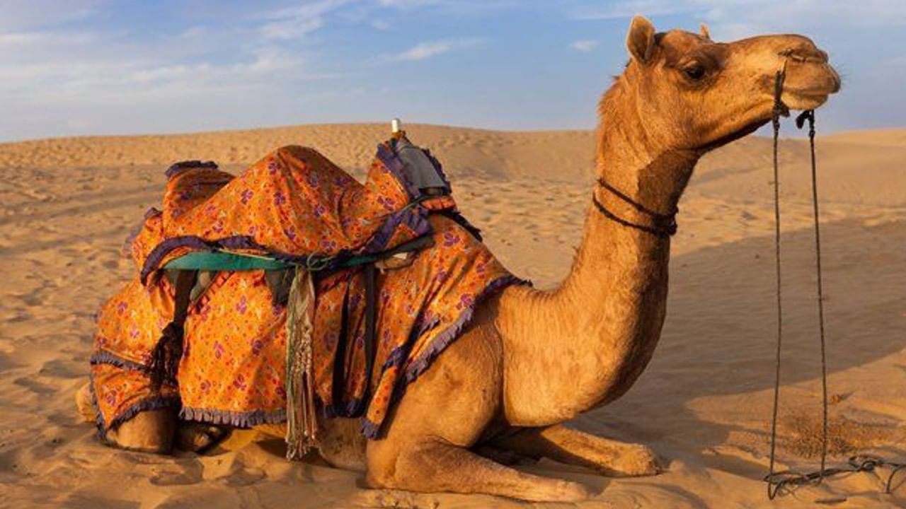 Why do Camels have Humps, and do Camel Humps Hold Water?