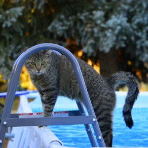 why do cats hate water so much and which cat species can swim in water to catch fish