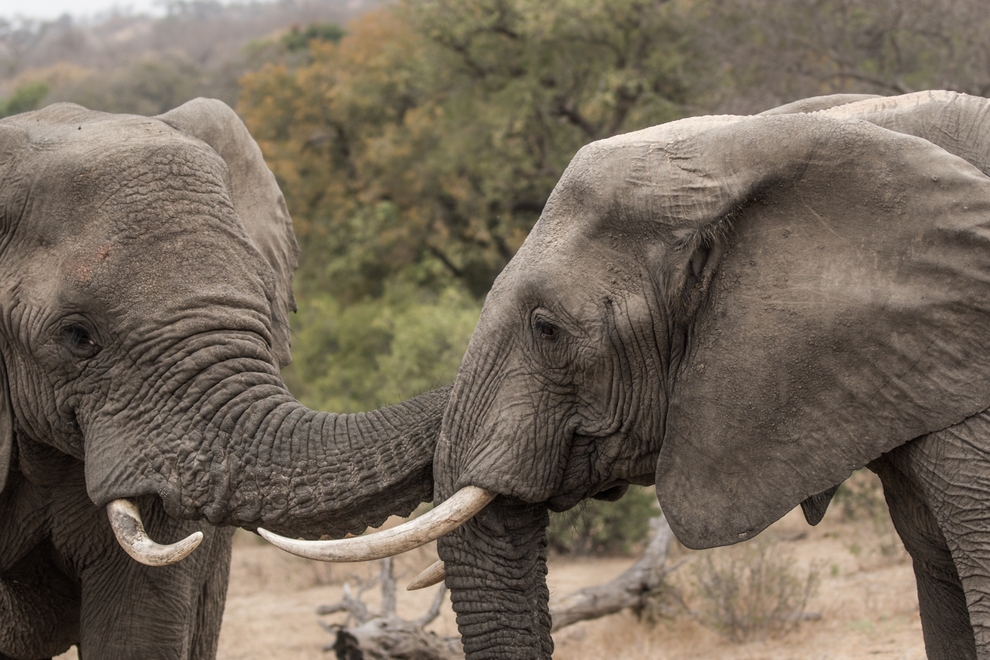 why do elephants have trunks
