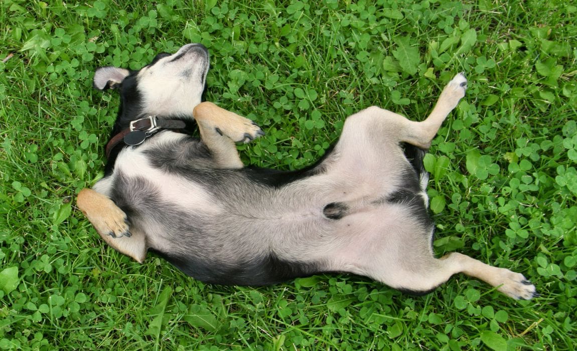 why do female dogs keep cleaning and licking her puppies all the time