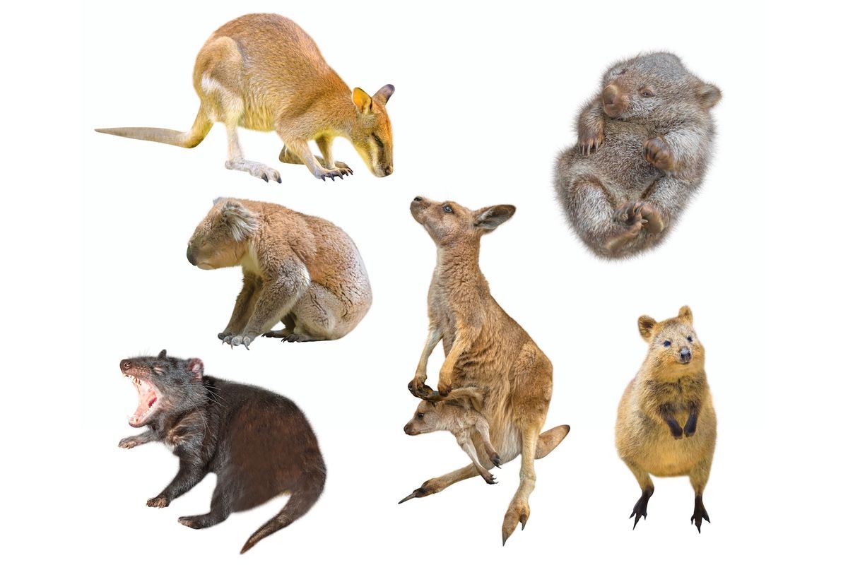 why do kangaroos and marsupials have short gestation periods and how big is a baby kangaroo when its born