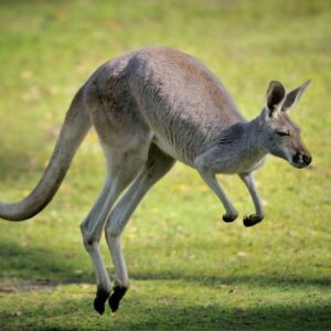why do kangaroos hop instead of walking or running and how fast can they hop