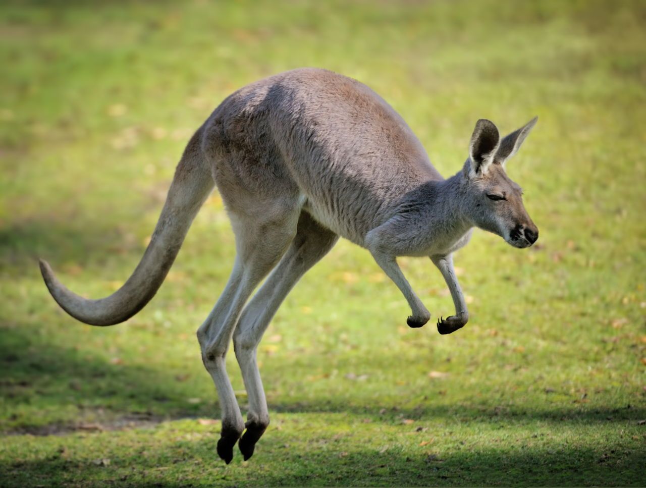 why do kangaroos hop instead of walking or running and how fast can they hop