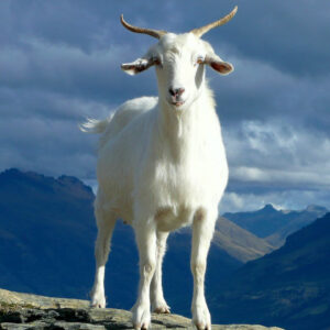 why do male goats have beards and what is goat hair used for