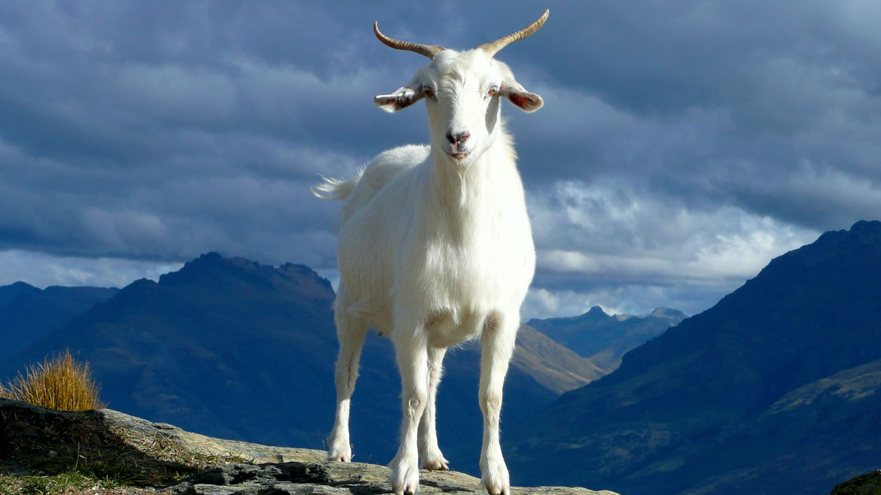 why do male goats have beards and what is goat hair used for
