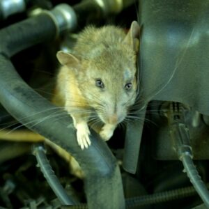why do mice and hamsters love wheels in cages and how do they know how to use them