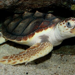 why do turtles live for more than 200 years