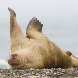 why do walruses have such big tusks and what does the walrus use its whiskers for