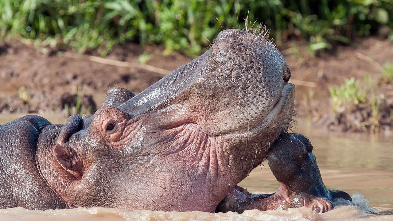 why does the hippopotamus fling its poop everywhere and how much poop does it produce in a day