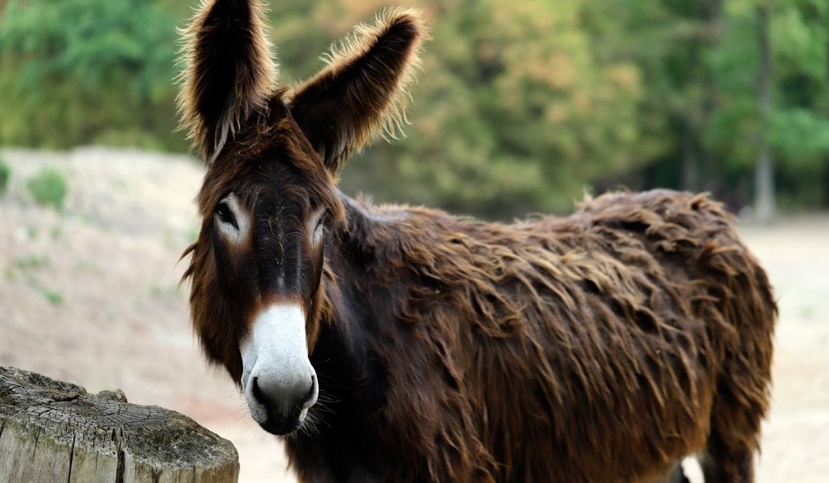 why is a donkey called an ass