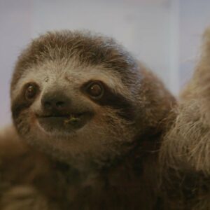 why is a sloth called lazy
