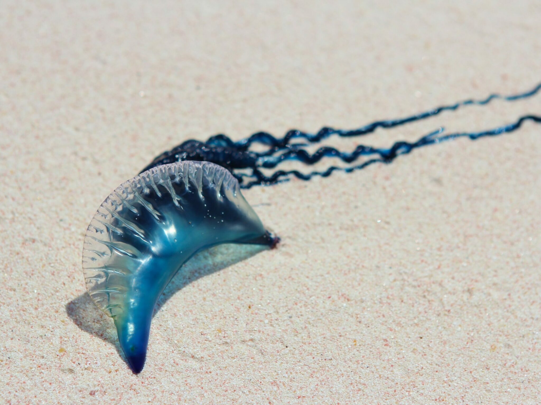 why is the portuguese man of war named after a war ship from the 16th century and where does it live