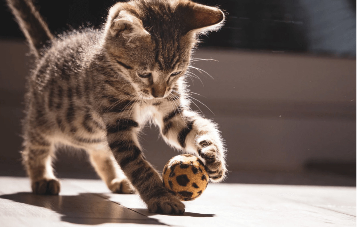 Top 10 Cat Breeds That Your Kids Will Swoon Over