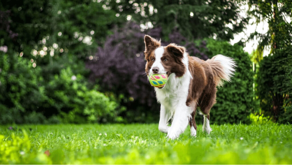 dog on grass