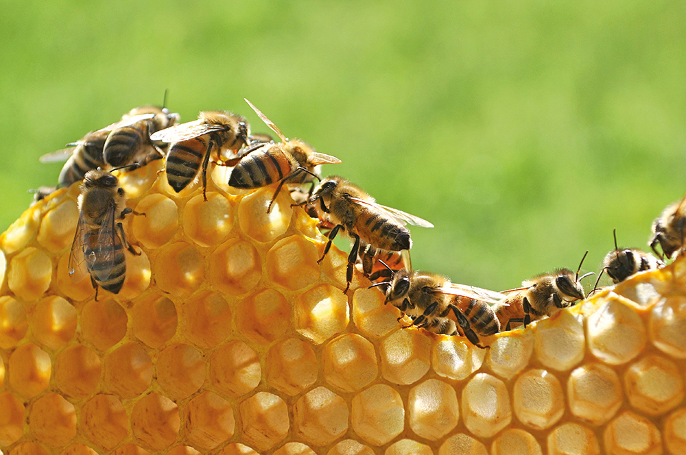 The Environmental Impact of Losing Bee Populations