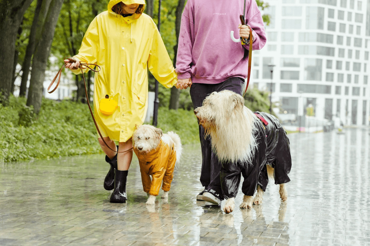 couple walking the dogs on a rainy day