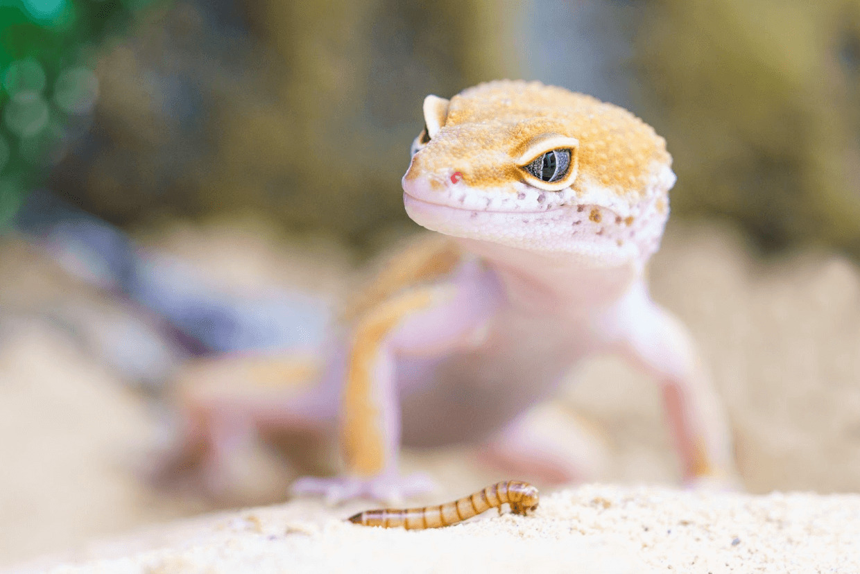 How to Take Care of a Leopard Gecko That Won’t Eat