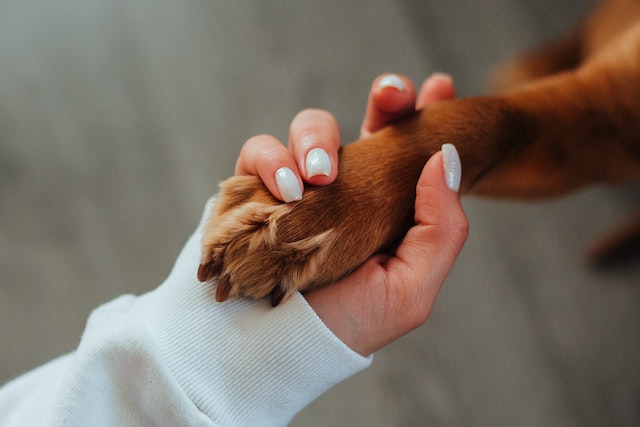a person holding a paw in pet therapy in addiction recovery