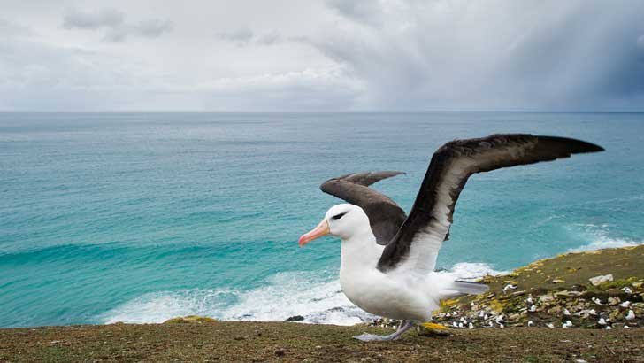 why is an albatross good luck for sailors