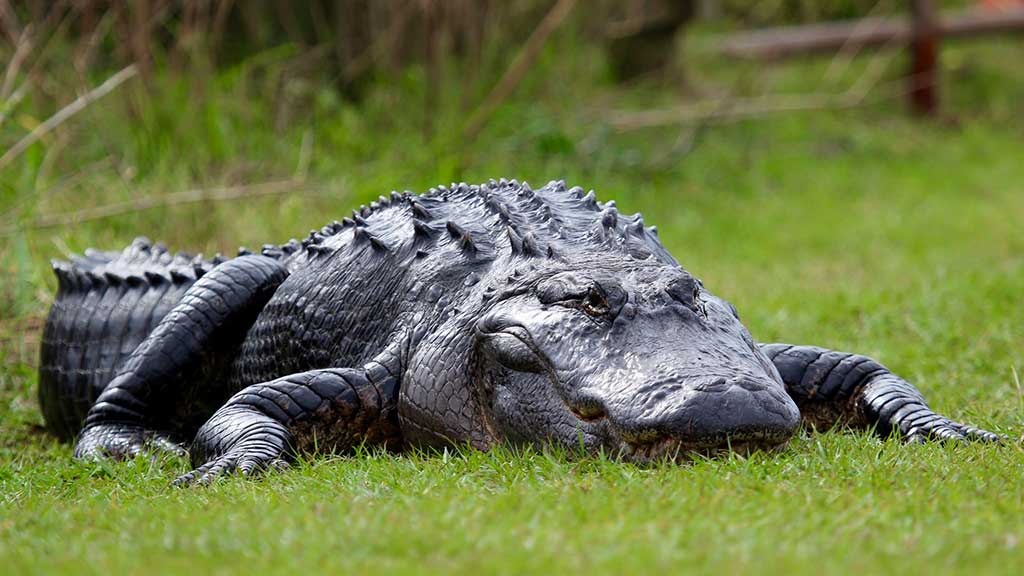 alligator on grass