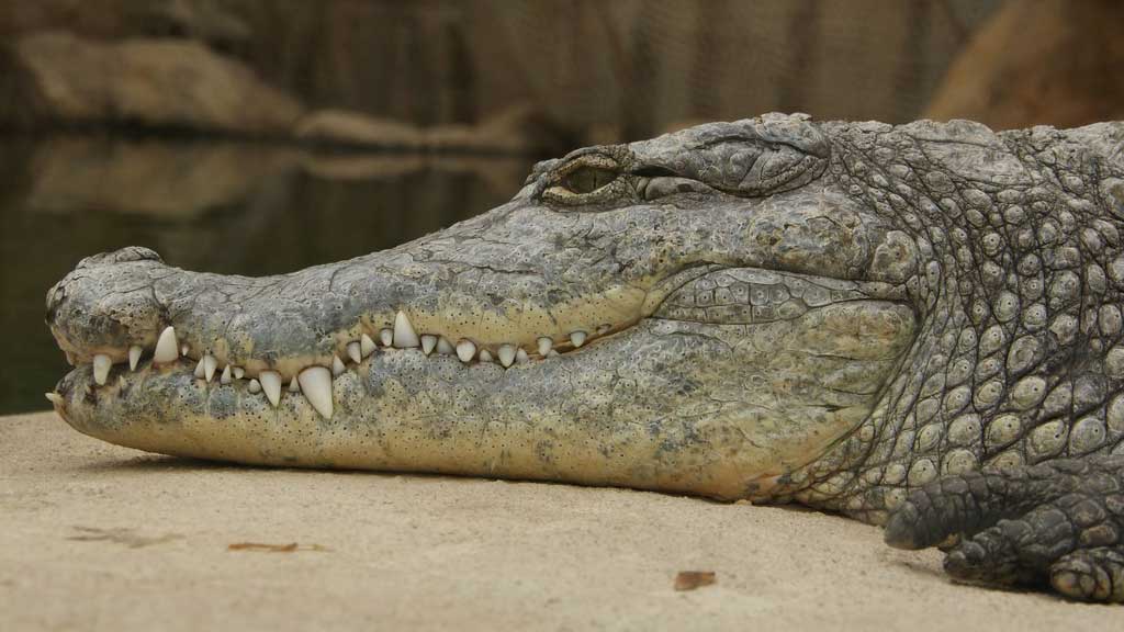 alligator resting