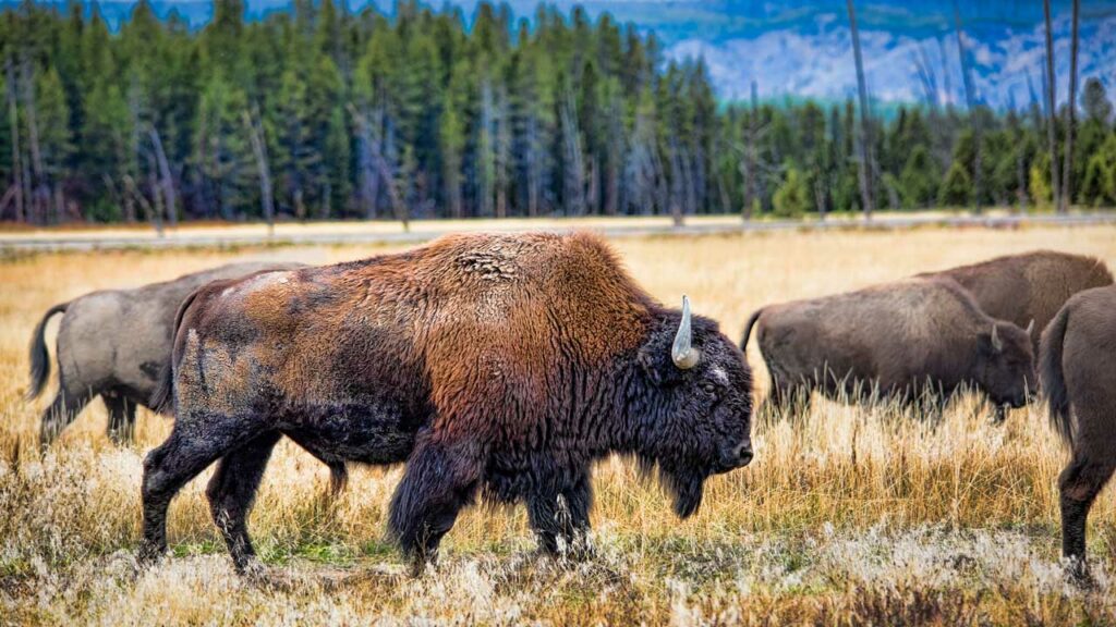 wild american buffalo