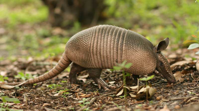 armadillo roadkill