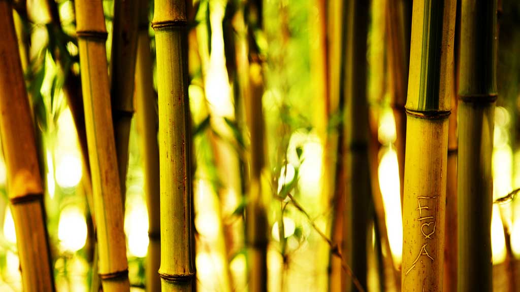 bamboo in the wild