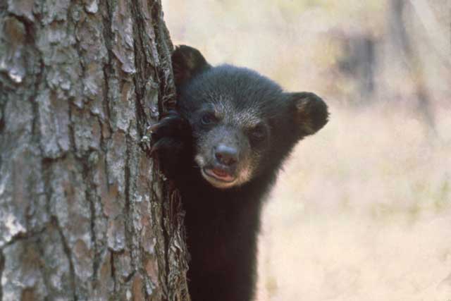 bear behind a tree