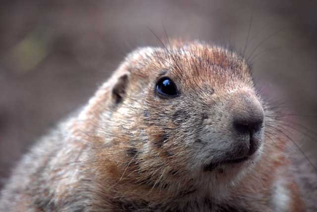 beavers build dams